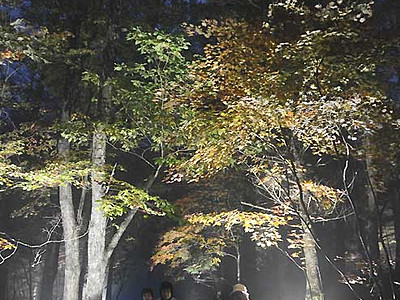 夜の紅葉楽しむ散策　八千穂高原自然園ライトアップ