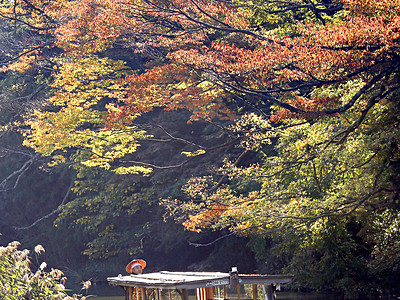 流し舟から紅葉満喫　加賀市の旧大聖寺川