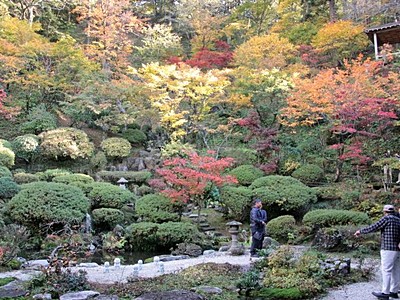 心安らぐ秋の贈り物　紅葉鮮やかに　普済寺の庭園見頃　村上