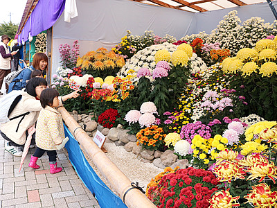 南砺菊まつりが開幕　約200品種3万本で魅了