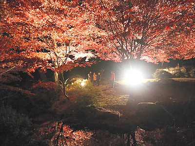 幻想的、赤のモミジ照らす光　飯田・野底山森林公園