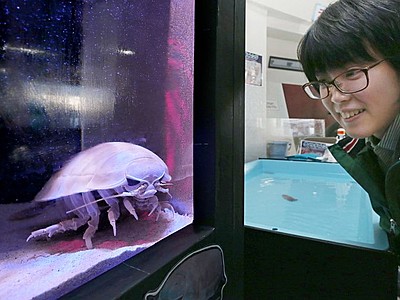 深海の人気者見参　ダイオウグソクムシ　初展示、１５日まで　上越市立水族博物館