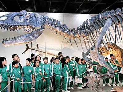 新たな恐竜全身骨格が仲間入り　福井県立恐竜博物館１４日から公開