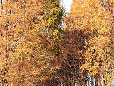 秋色の並木道　河北潟干拓地、メタセコイア色づく