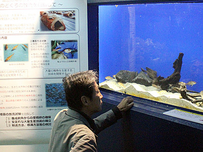 魚津水族館でノドグロ初展示　両陛下ご見学と同群の稚魚