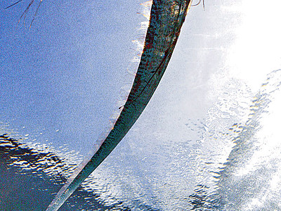 生きたまま初展示　のとじま水族館で深海魚「リュウグウノツカイ」