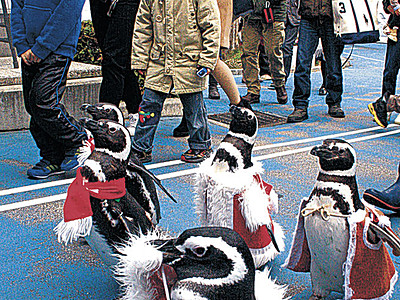 ペンギン「サンタ」よちよち　のとじま水族館