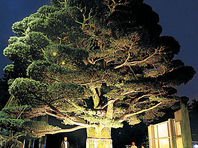 五葉松、輝く生命力　石川護国神社、ライトアップ始まる