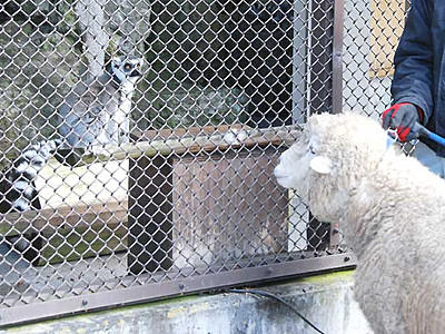 ヒツジ→ワオキツネザル　須坂市動物園で「干支引き継ぎ式」