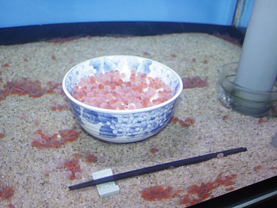 水槽のイクラどんどん育て　サケの受精卵　丼盛り展示　上越市立水族博物館