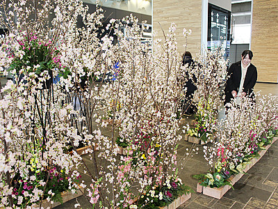 富山駅に春の風情　啓翁桜のアレンジ展示