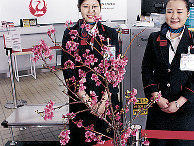 小松空港に沖縄の春咲いた　琉球寒緋桜を展示