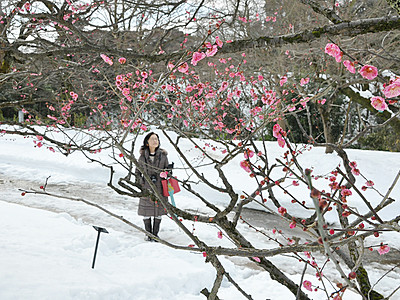 雪景色をウメ彩る　高岡古城公園