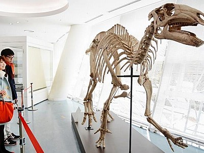 新種の草食恐竜全身骨格を展示　福井県恐竜博物館
