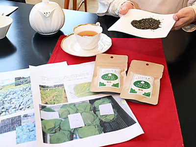 エゴマ葉入り紅茶開発　富山紅茶の会、爽やかな香り魅力