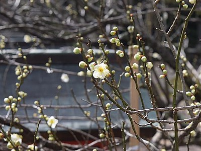 梅の花が鮮やかに競演　敦賀・常宮神社に早春の薫り