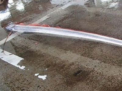 ギョギョ！長さ３メートル　深海魚リュウグウノツカイ佐渡で捕獲　マリンピアで展示へ