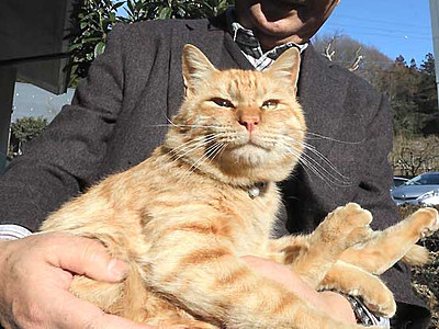「猫館長」ムクニャン人気　喬木・椋鳩十記念館が保護した猫