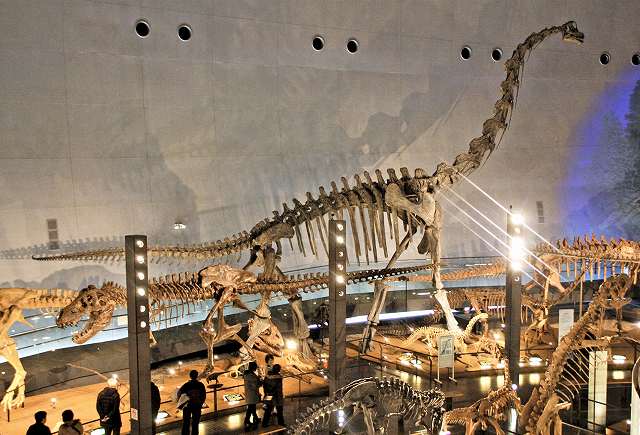 お目見えしたブラキオサウルスの全身骨格。高さは約１１メートルになる