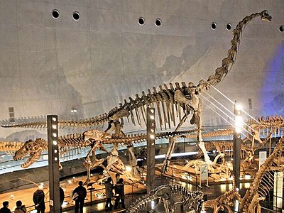 恐竜博物館に新入り、群抜く巨体　ブラキオサウルス　福井県勝山市