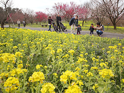 春めく　菜の花一面　富山県中央植物園