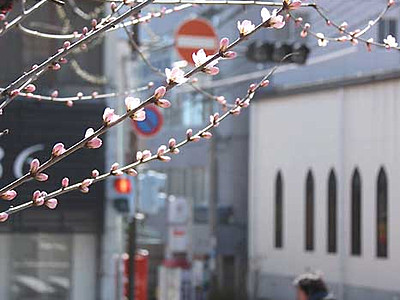春到来、薄桃色のロトウザクラ　長野図書館で開花