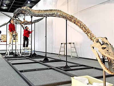 首の長さ７メートル超の竜登場　勝山・恐竜博物館で展示