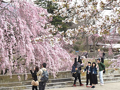 真田丸効果、にぎわいに期待　上田城跡公園のソメイヨシノ開花