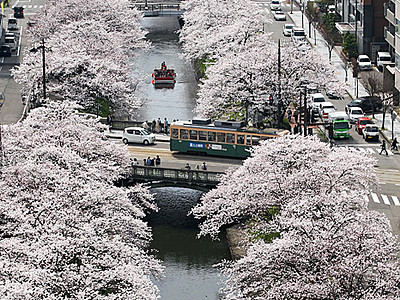 桜満開宣言　富山市、平年より９日早く