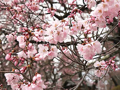 「花の赤み、しっかりと」　高遠城址公園で桜開花宣言