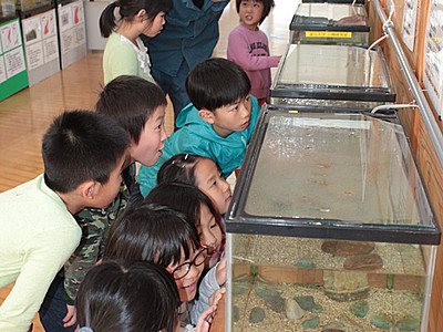 淡水魚、見に来て　ひみラボ水族館