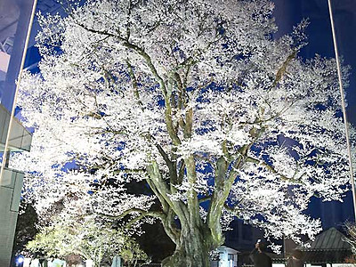幻想的に浮かぶ「安富桜」　飯田の県天然記念物
