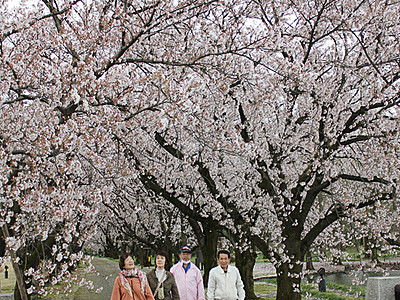 桜のトンネル散策　県中央植物園でまつり
