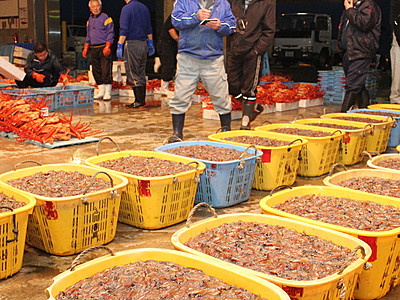ホタルイカ漁堅調　県内３月漁獲量平年上回る