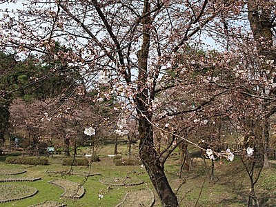 桜　新潟県内名所巡り　船岡公園（小千谷市）　花も市街地も眺め良し