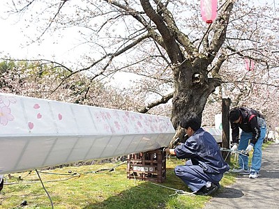 新潟で桜満開に　平年より７日早く　佐渡・真野公園　８日からライトアップ