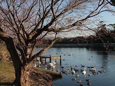 桜　新潟県内名所巡り　お幕場・大池公園（村上市）　ハクチョウも春を演出