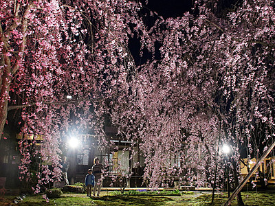 内山邸の桜ライトアップ　富山で９、１０日「観桜の会」