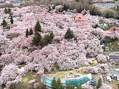 「天下第一の桜」満開　伊那・高遠城址公園