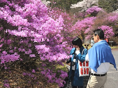 ミツバツツジ、桜にハナモモ共演　南木曽の天白公園で祭り