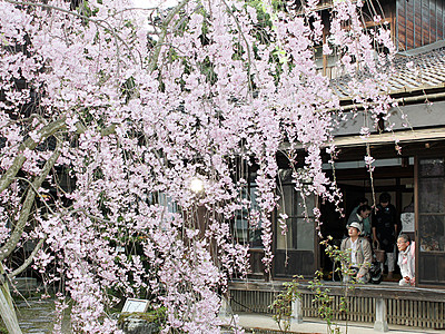 茶会や日本舞踊楽しむ　内山邸で観桜の会