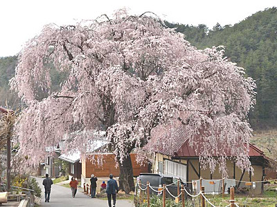 「五大桜」の開花進む　高山で16日から「まつり」