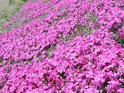 シバザクラ、千曲川彩る花の帯　上田の堤防道路沿い