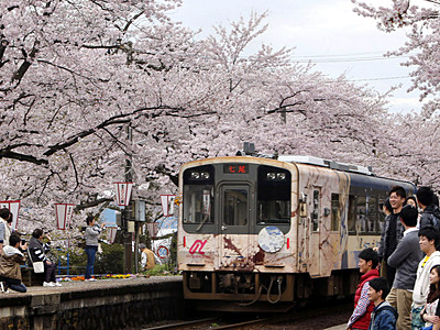 「桜のトンネル」満開　のと鉄道能登鹿島駅