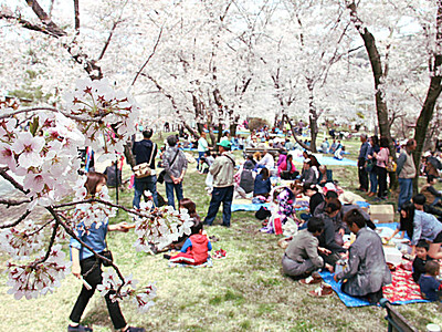 桜の乱舞、花見客魅了　大鹿村の大西公園で祭り