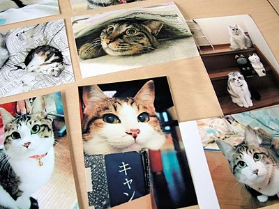 GWにJR福井駅前で「猫祭り」　写真展、作品募る