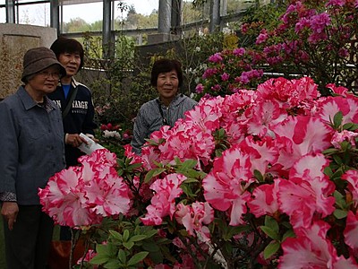 新潟県内生まれも彩り　シャクナゲ・ツツジ展　県立植物園