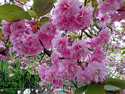 ６０００本の八重桜が見頃　倶利伽羅峠