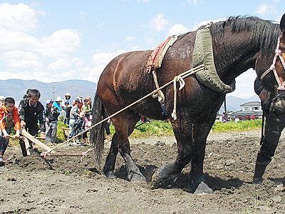 馬で耕す春の大地　松本で昔ながらの農作業体験