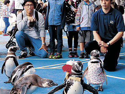 エプロン姿でペンギンよちよち　のとじま水族館